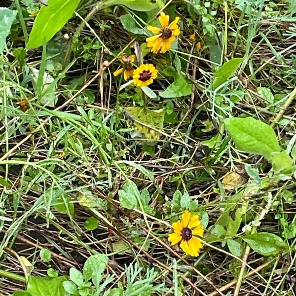 Coreopsis basalis Flower