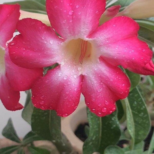 Adenium obesum Flor