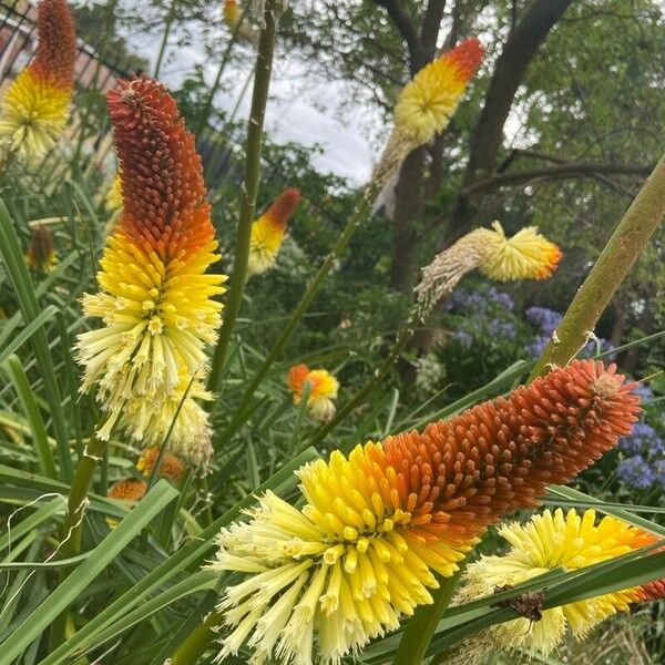 Kniphofia uvaria Кветка