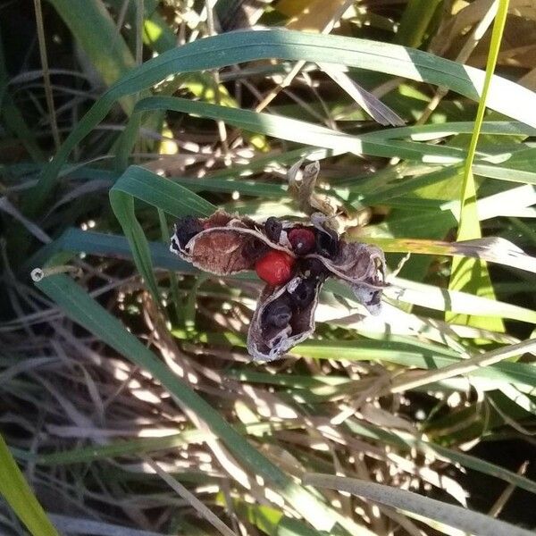 Iris foetidissima Fruit