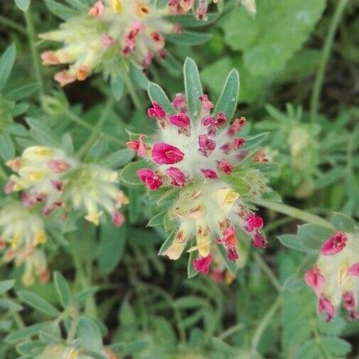 Anthyllis vulneraria 花