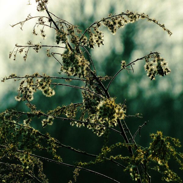 Solidago canadensis Ffrwyth