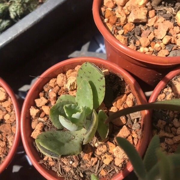 Kalanchoe marmorata Folha