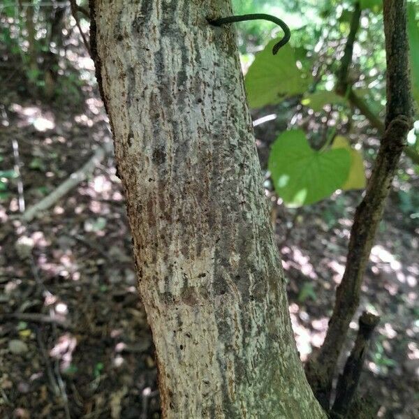 Cissus populnea 树皮