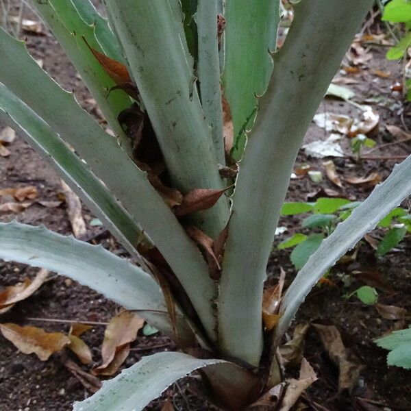 Bromelia lagopus Habitus