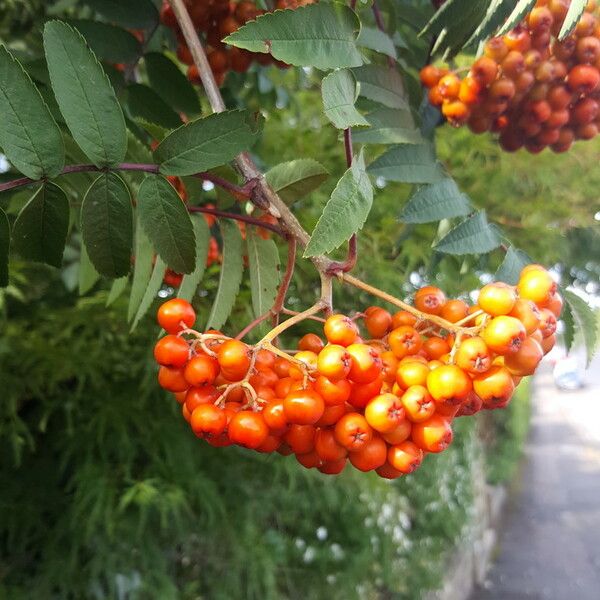 Sorbus aucuparia Frugt