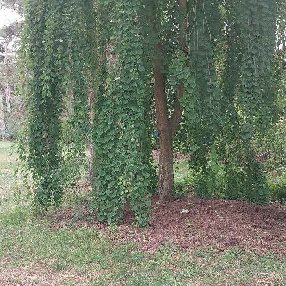 Cercidiphyllum japonicum 整株植物