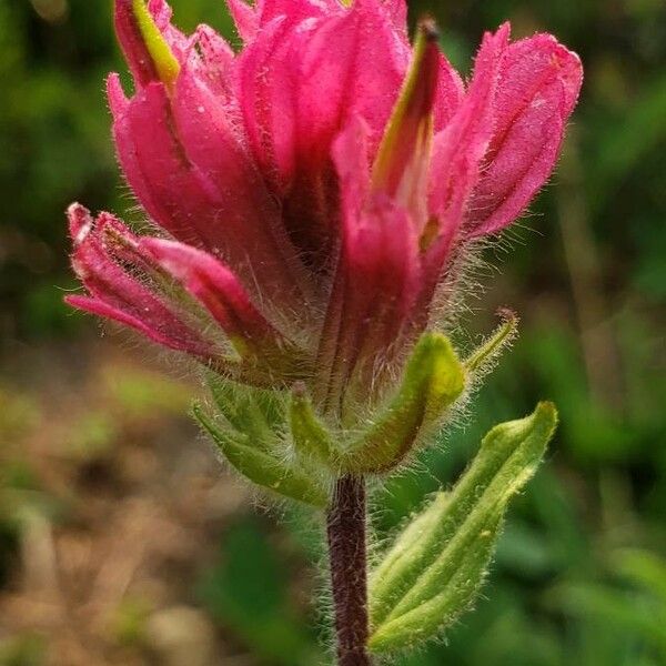 Castilleja parviflora 花