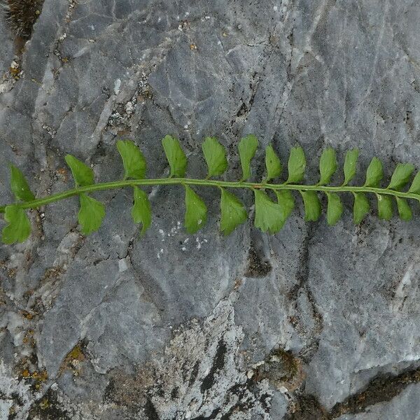 Asplenium viride ᱥᱟᱠᱟᱢ