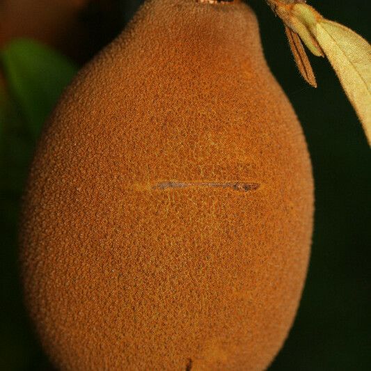 Theobroma grandiflorum Fruit