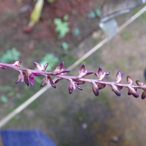 Bulbophyllum pumilum Kukka