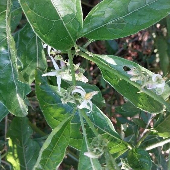 Solanum lanceifolium Квітка