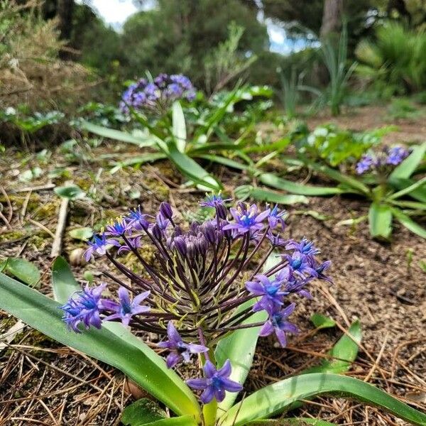 Scilla peruviana Blomst