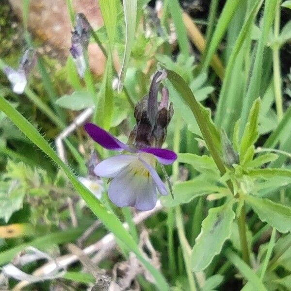 Viola arvensis Kwiat