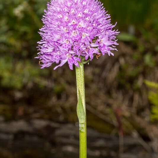 Traunsteinera globosa Kabuk