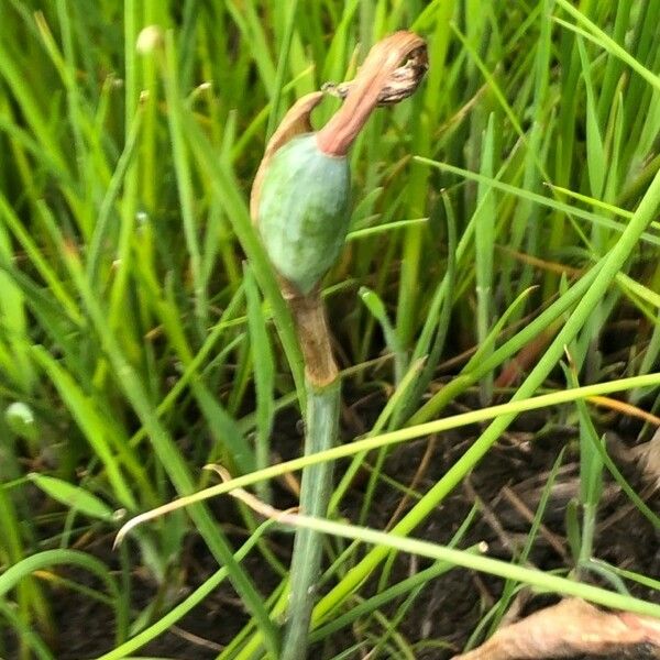 Allium vineale Leaf