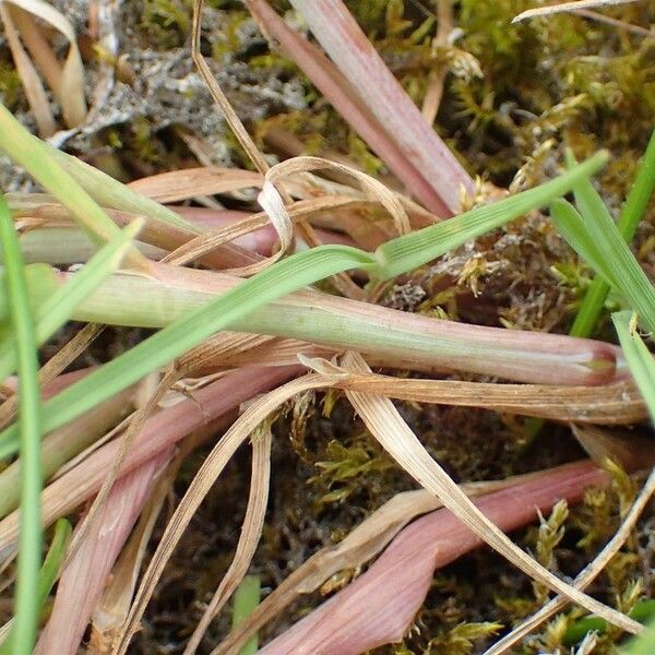 Alopecurus geniculatus Habit