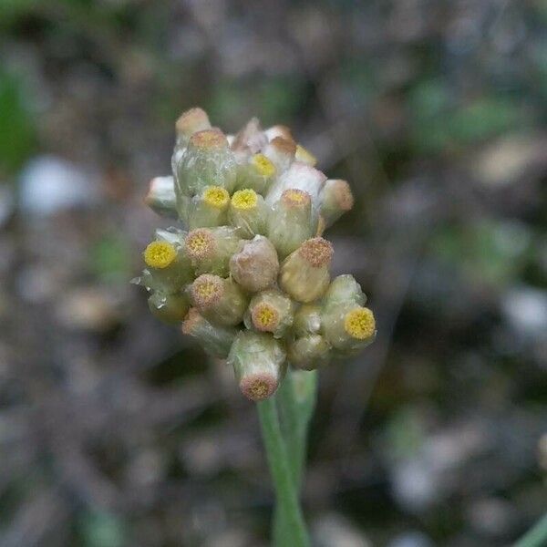 Pseudognaphalium luteoalbum Kukka