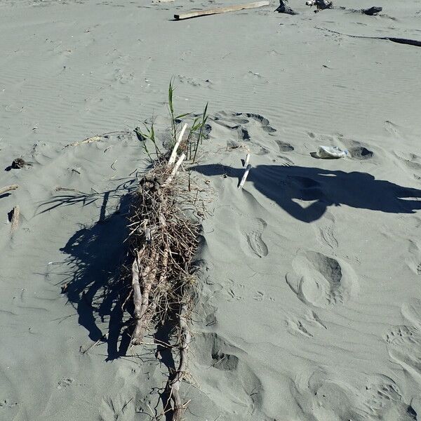 Phragmites karka عادت داشتن