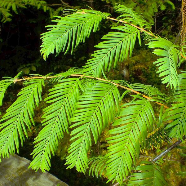 Metasequoia glyptostroboides 叶