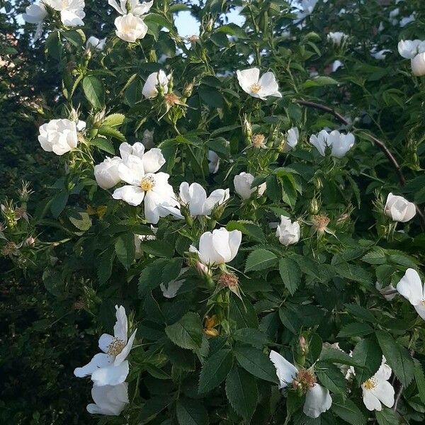 Rosa agrestis Bloem