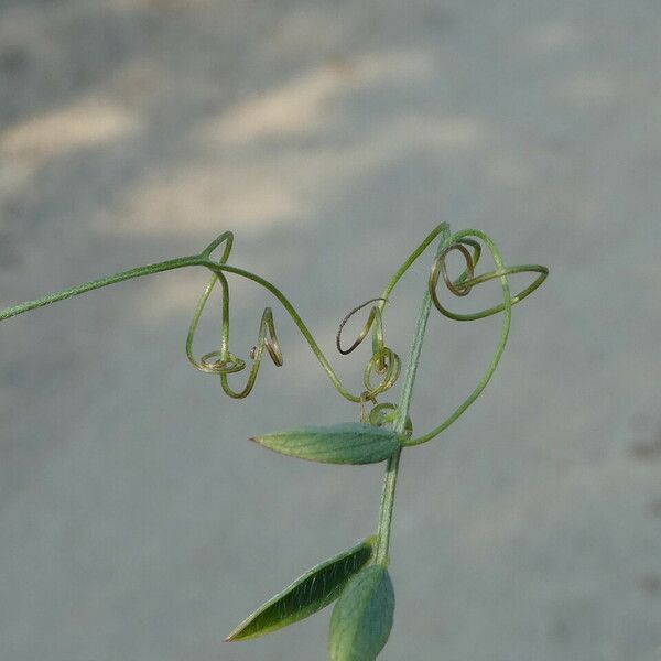 Vicia hirsuta Bark