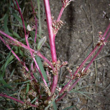 Amaranthus torreyi Õis