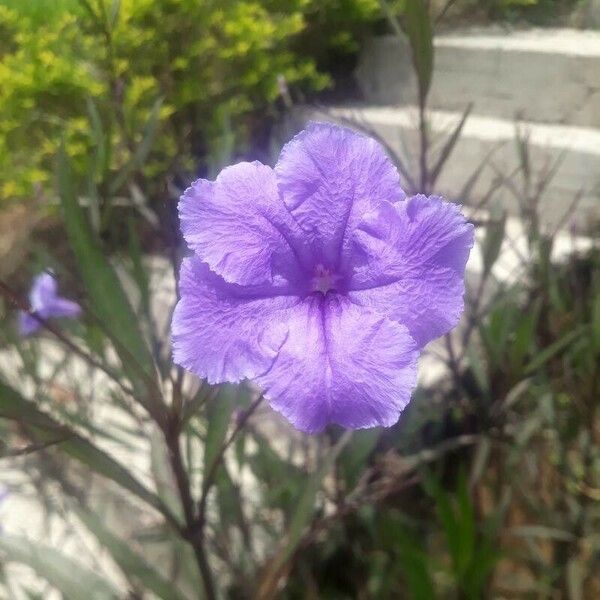 Ruellia tuberosa Fruit