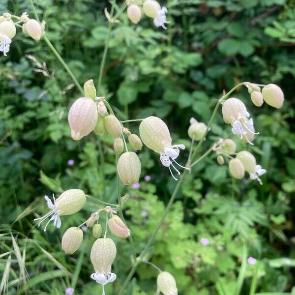 Silene vulgaris Blomst