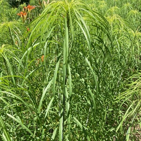 Helianthus salicifolius Blad