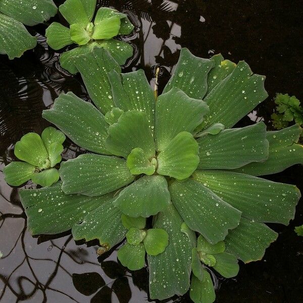 Pistia stratiotes Folla