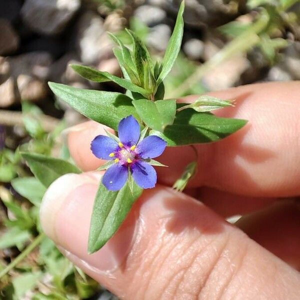 Lysimachia foemina ᱵᱟᱦᱟ