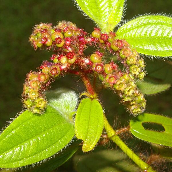 Miconia lacera برگ