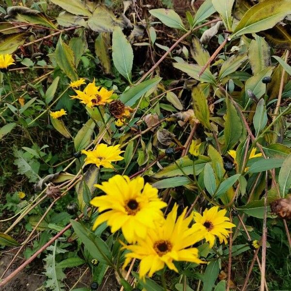 Helianthus × laetiflorus Flor