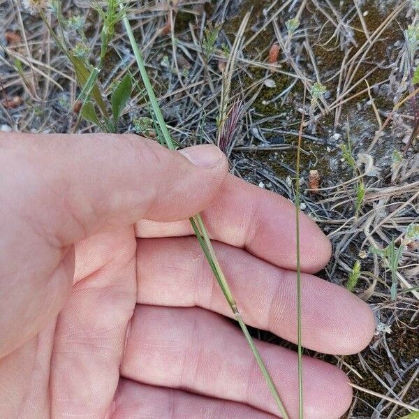 Stipellula capensis Annet