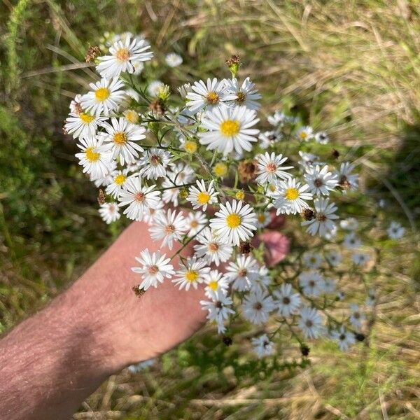 Symphyotrichum ericoides फूल