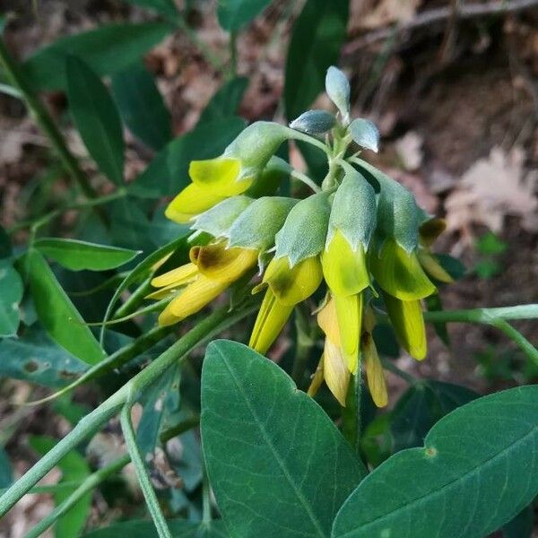 Anagyris foetida 花