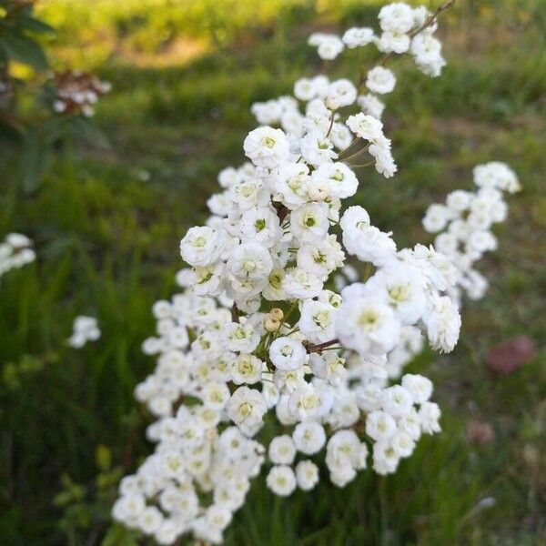 Spiraea thunbergii ফুল