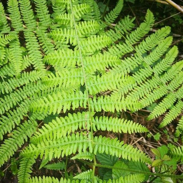 Pteridium aquilinum Blatt