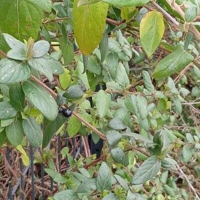 Lonicera japonica Habitus