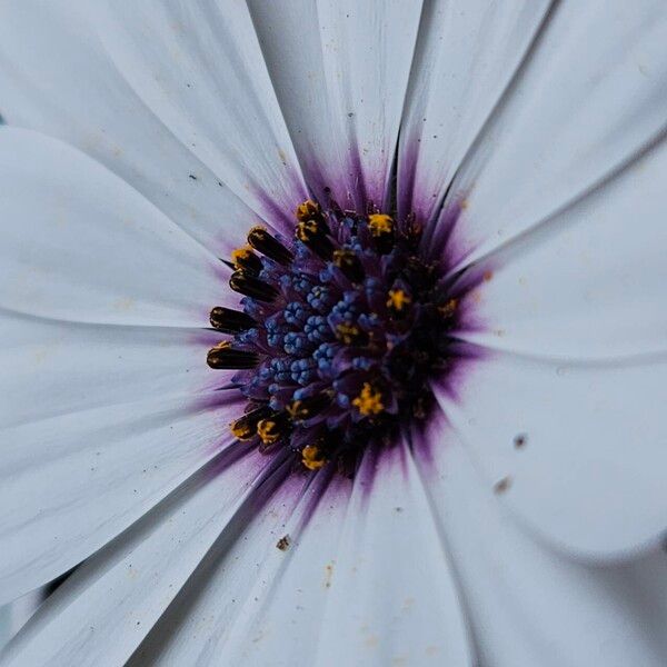 Dimorphotheca pluvialis Flower