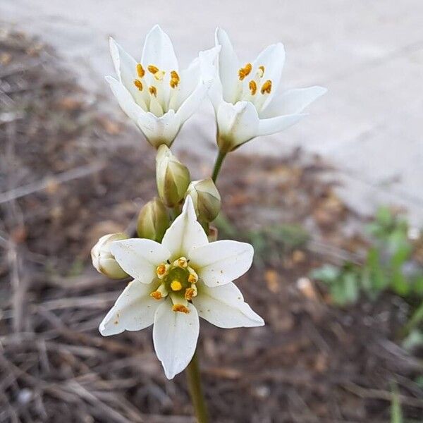 Nothoscordum gracile Квітка