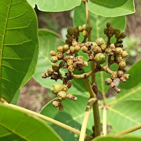 Vitex doniana Fruit