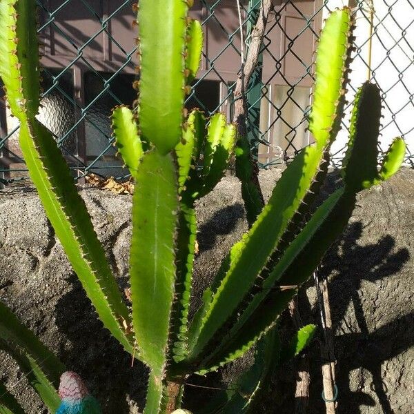 Euphorbia triangularis Hostoa