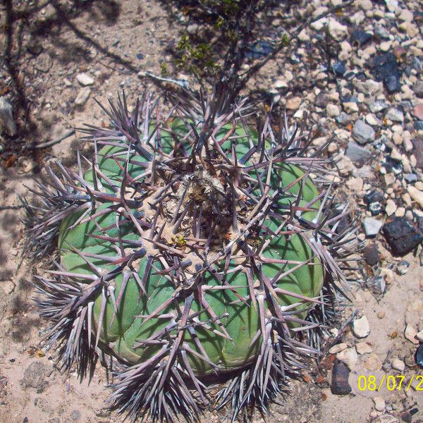 Echinocactus horizonthalonius Hábito