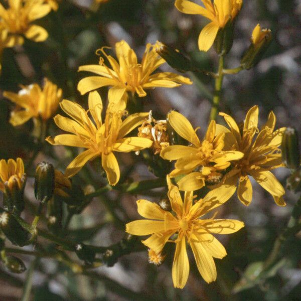 Crepis acuminata Квітка