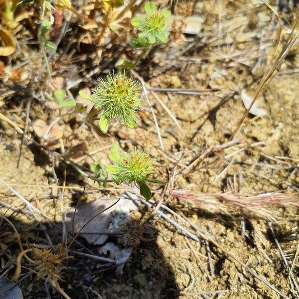 Trifolium lappaceum Blomma