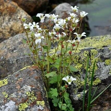 Saxifraga cernua Συνήθη χαρακτηριστικά