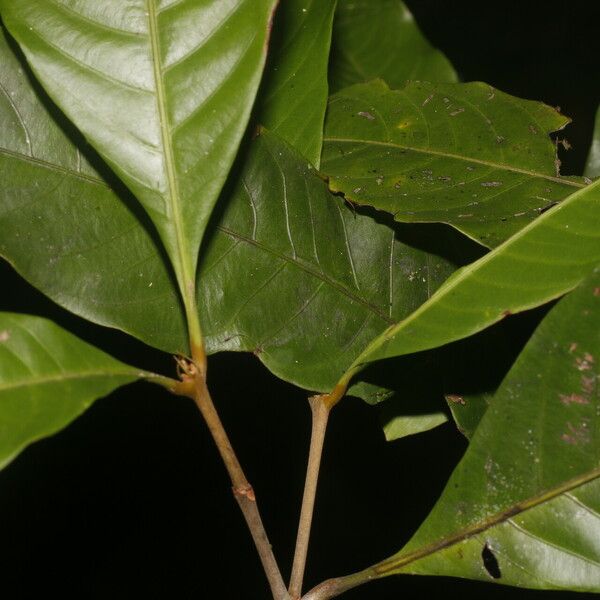 Quiina cruegeriana Leaf
