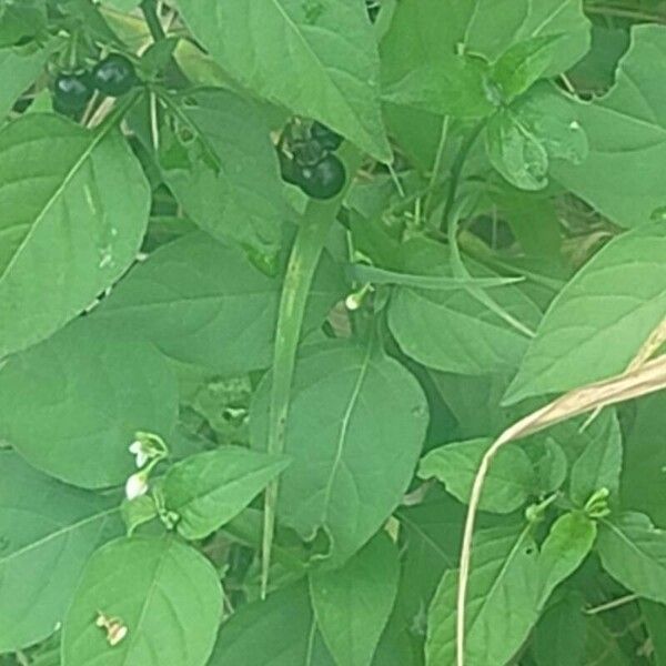 Solanum americanum Fruto